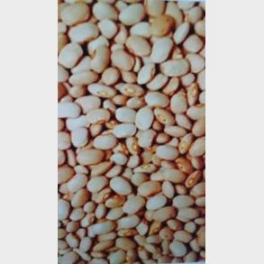 Oloyin B�nner (Honningb�nner )