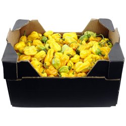 Frisk ugandisk Habanero-peber