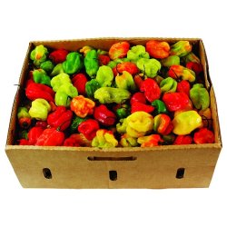 Frisk ugandisk Habanero-peber