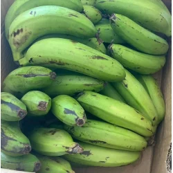 Matoke  Grnne Bananer